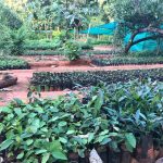 Develop Nursery for Forest Restoration